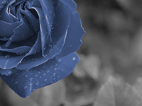 青いバラのイメージ